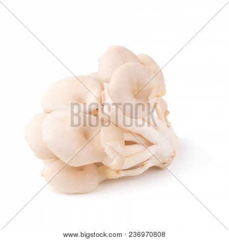White Panus Polychrous Isolated On A White Background