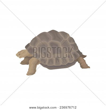 Turtle Wild African Animal Vector Illustration Isolated On A White Background.