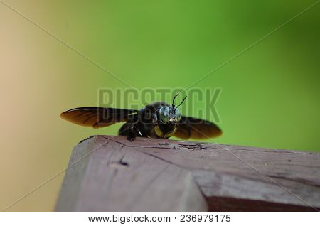 The Bug Prepare To Take Off Soon
