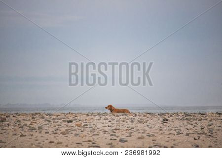 Dogs Sitting By The Waterside On Paarden Eiland Beach At Sunrise.