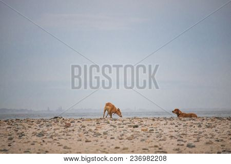 Dogs Playing By The Waterside On Paarden Eiland Beach At Sunrise.
