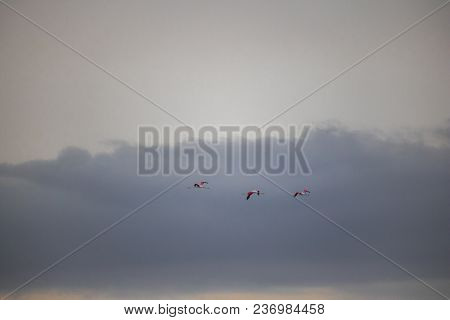 Flamingos By The Waterside On Paarden Eiland Beach At Sunrise.