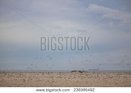 Flock On Birds In Mid Flight On Paarden Eiland Beach At Sunrise.