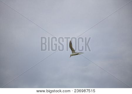 Greater Crested Tern Bird In Mid Flight By The Waterside On Paarden Eiland Beach At Sunrise.