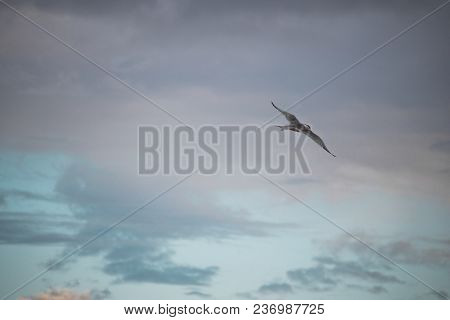 Greater Crested Tern Bird In Mid Flight By The Waterside On Paarden Eiland Beach At Sunrise.