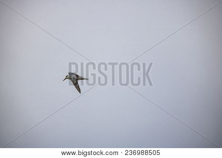 Greater Crested Tern Bird In Mid Flight By The Waterside On Paarden Eiland Beach At Sunrise.