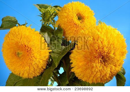 Obří Sungold hybridní Slunečnice - Helianthus annuus - medvídek Sungold slunečnice