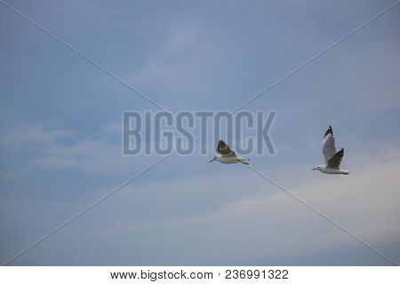 Seagulls In Mid Flight By The Waterside On Paarden Eiland Beach At Sunrise.