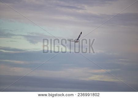 Seagulls In Mid Flight By The Waterside On Paarden Eiland Beach At Sunrise.