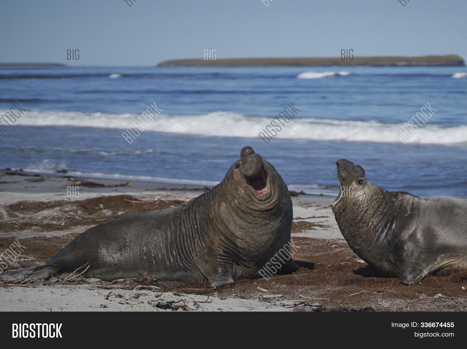 Dominant Male Southern Image Photo Free Trial Bigstock
