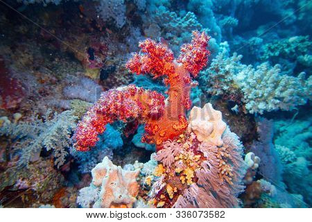 Beautiful Underwater Scene With Coral Reef And Red Soft Coral Scleronephthya , Flower Tree Coral.