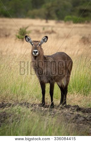 Female Defassa Waterbuck Stands On Muddy Track