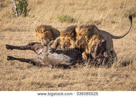 Four Male Lion Lie On Buffalo Carcase