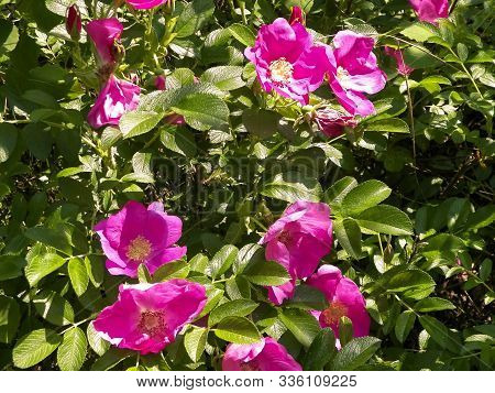 Close Up Of Pink, Wild Rose Flofer. Rosa Acicularis - Summer Nature Concept.