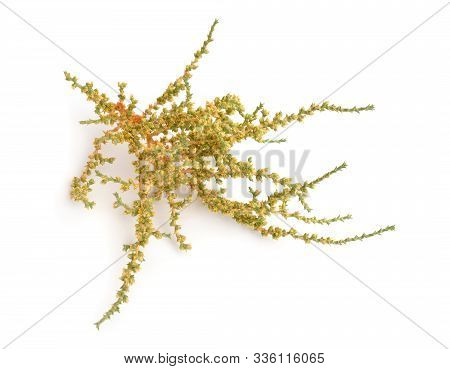 Cornulaca Monacantha. It Is Known As Had And Djouri, And The Tuareg People Call It Tahara. Isolated 