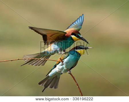 European bee eaters (Merops apiaster) during mating ritual with beautiful background