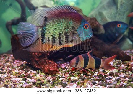 Red Shoulder Severum (heros Efasciatus) Beautiful Ornamental Fish From Amazon