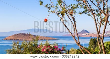 Pomegranate On A Tree Branch Against The Backdrop Of A Beautiful View Of The Aegean Coast With Amazi