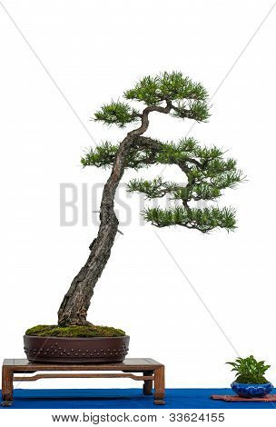 Sarıçam Bonsai ağacı