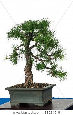 Larice (larix Decidua) poco come albero dei Bonsai