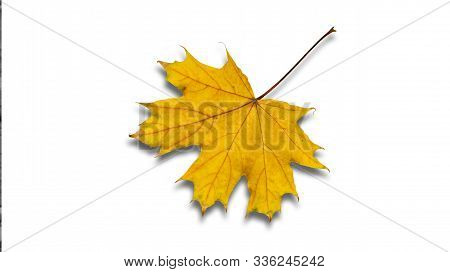 Fallen Foliage In A Park In October