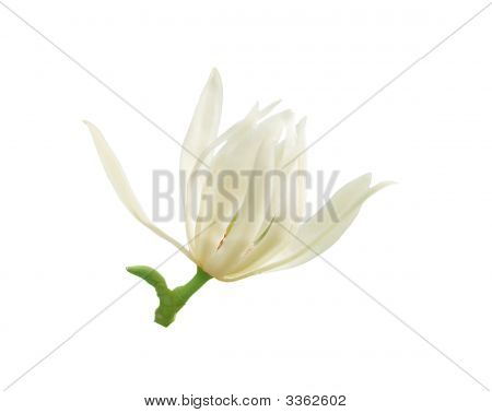 Bílá Magnolia