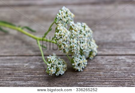 Blurred Photo, Flower Achillea Millefolium, Commonly Known As Yarrow Or Common Yarrow On Rustic Weat
