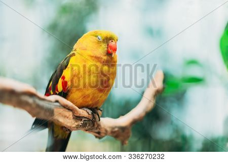 Sleeping Yellow Regent Parrot Or Rock Pebbler. Birds Can Be Trained.wild Bird.