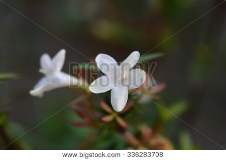 Glossy Abelia White Flower - Latin Name - Abelia X Grandiflora
