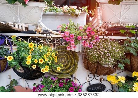 hanging Hybrid pentunias flower in basket
