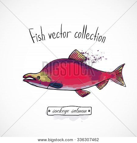 Hand Drawn Set Watercolor Ink, Menu Restaurant, Sketch Cartoon Print Vector Illustration, Sea Food