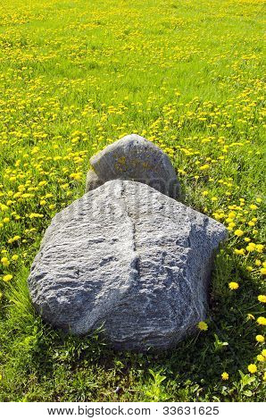 Enormi pietre nel Meaddow pieno di Sowthistles giallo
