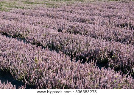 pink purple mesona flowers at farm, Taiwan