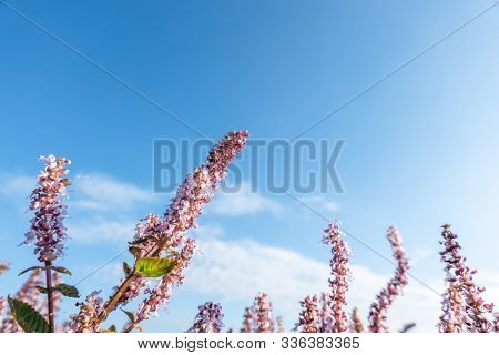 pink purple mesona flowers at farm under blue sky