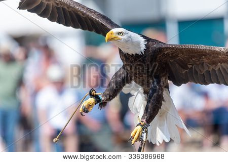 Close Up Of A Bald Eagle (haliaeetus Leucocephalus) Flying Infront Of A Crowd Of People In A Falconr