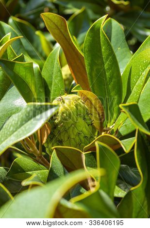 Magnolia Grandiflora Fruit On Branch Close Up