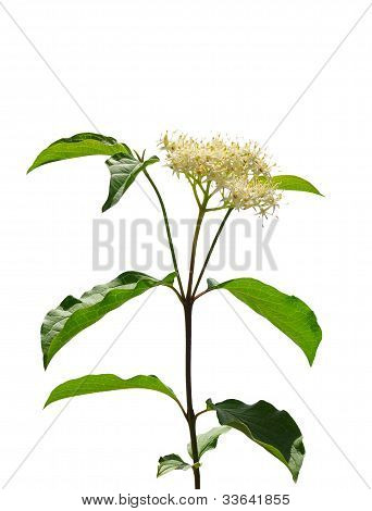 Comune corniolo (cornus Sanguinea)
