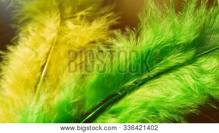 Two Gentle Fluffy Feathers On A Dark Background. One Feather Is Bright Green, The Second Feather In 