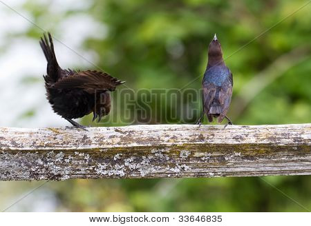 Brown diresse testabruna