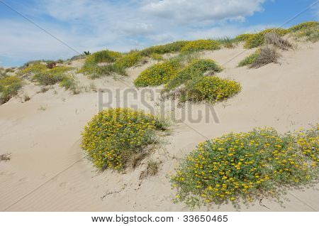 Dune végétation