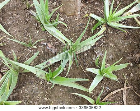 Top View Of Aloe Vera In The Garden As A Background, Tropical Green Plants (lilium,  Asphodelaceae, 