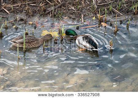 Ducks In The Manzanares River Recovered For Funa And Flora In The City Of Madrid
