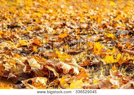 Amber Autumn Leaves On The Ground In The Park.