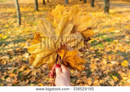Yellow Autumn Leaf In A Female Hand In The Park.