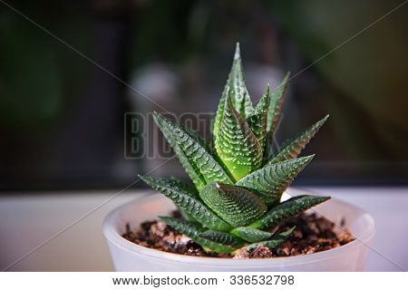 Succulent Haworthia Fasciata On A Blurred Background.