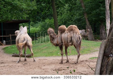 Nice Old African Camels In Graze In Afrca