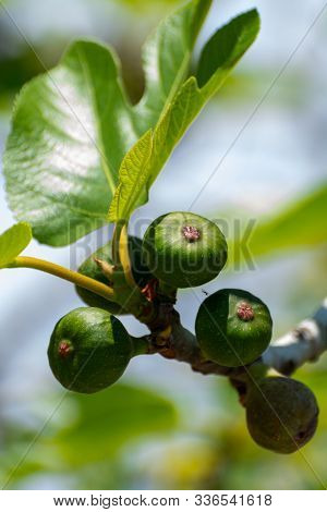 Unripe Green Figs Fruits Riping On Fig Tree