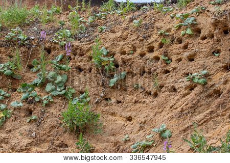 Nature, Sand Mountain, Nesting Swift Apodidae. Bird Nests In Holes On The Banks Of A River Or Lake
