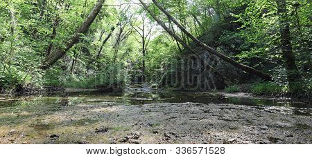 Jungle And River With Many Plants Without People