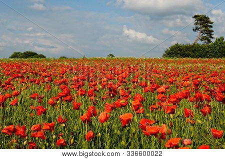 Red Poppy Field With A Cloudy Sky In Background. Holbaek. Sjaelland. Denmark